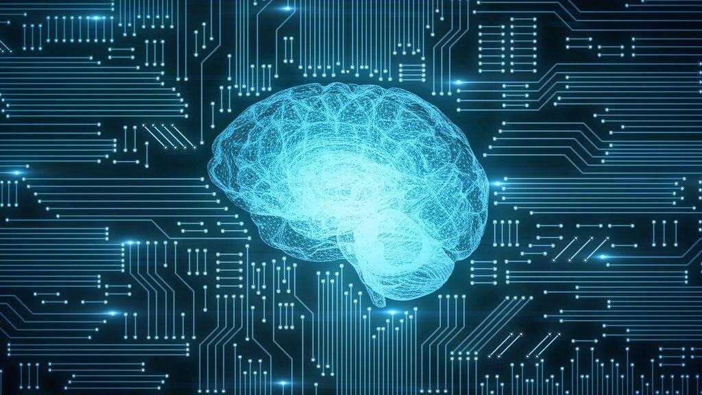 Brain
